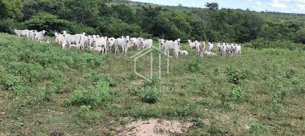 Foto 3 de 30 — FAZENDA À VENDA 2.346 hECTARES · SÃO FRANCISCO MG